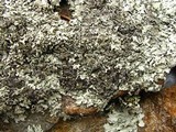 Xanthoparmelia viriduloumbrina image