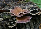 Panus neostrigosus image