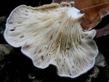 Lentinus strigosus image