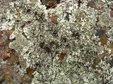 Xanthoparmelia viriduloumbrina image