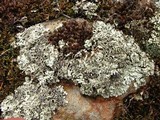 Xanthoparmelia viriduloumbrina image