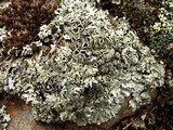 Xanthoparmelia viriduloumbrina image