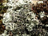 Xanthoparmelia viriduloumbrina image