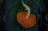 Humidicutis marginata var. marginata image