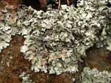 Xanthoparmelia viriduloumbrina image
