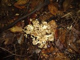 Polyporus umbellatus image