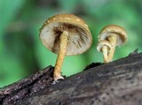Flammulaster erinaceellus image