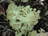 Polyporus umbellatus image
