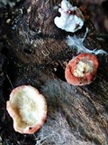 Phlebia incarnata image
