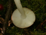 Russula fragilis image