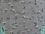 Julella vitrispora image