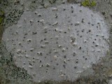 Julella vitrispora image