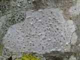Julella vitrispora image
