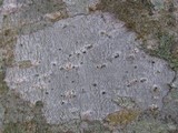 Julella vitrispora image