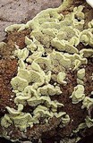Flavodon flavus image