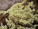 Flavodon flavus image