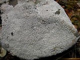 Ochrolechia parella image