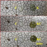 Ochrolechia parella image