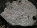 Ochrolechia parella image