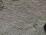 Ochrolechia parella image