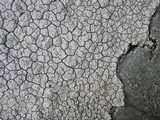 Ochrolechia parella image