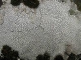 Ochrolechia parella image