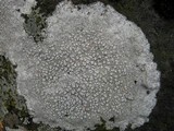 Ochrolechia parella image