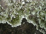 Xanthoparmelia plittii image