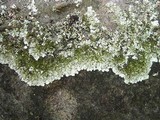 Xanthoparmelia plittii image