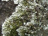 Xanthoparmelia plittii image