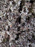 Cladonia ramulosa image