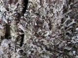 Cladonia ramulosa image