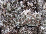 Cladonia ramulosa image