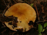 Cortinarius trivialis image