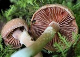 Tubaria confragosa image