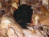 Scorias spongiosa image