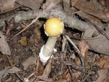 Amanita velatipes image