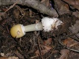Amanita velatipes image