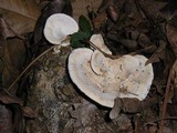 Bondarzewia berkeleyi image
