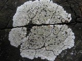 Diploicia canescens image
