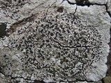 Diploicia canescens image