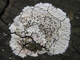 Diploicia canescens image
