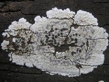 Diploicia canescens image