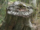 Diploicia canescens image