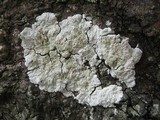 Diploicia canescens image