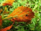 Arthuriomyces peckianus image