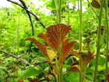 Arthuriomyces peckianus image