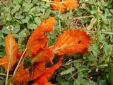 Arthuriomyces peckianus image