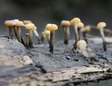 Vibrissea truncorum image