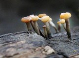 Vibrissea truncorum image